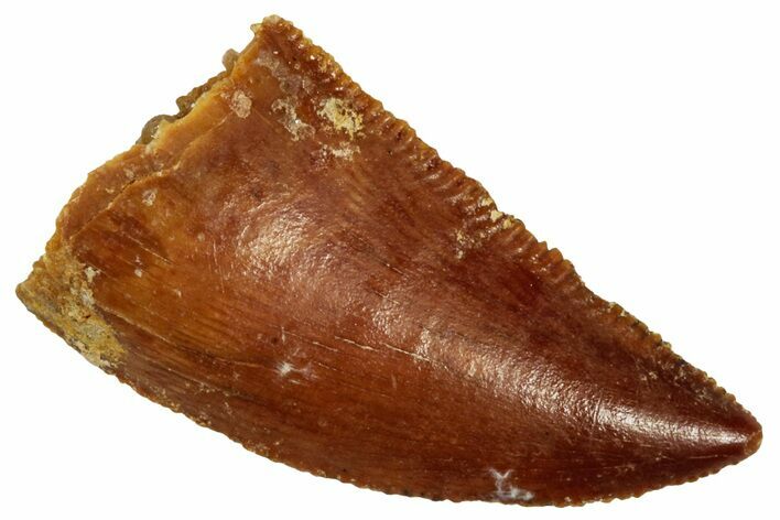 Serrated Raptor Tooth - Real Dinosaur Tooth #297569